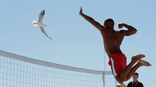 Specsavers_commercial_Seagull_2015.gif