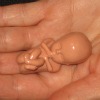 foetuspoppetje.jpg