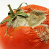 tomatenvandespzijneerlijketomaten.jpg